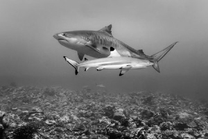 Black tip and Tiger sharks - Tahiti by Christophe Lapeze 